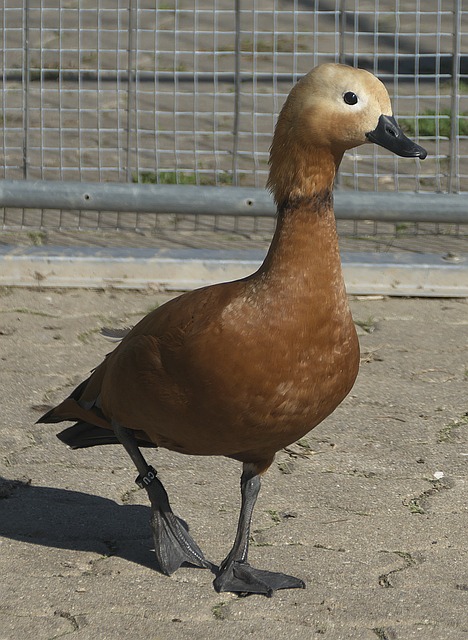 温和